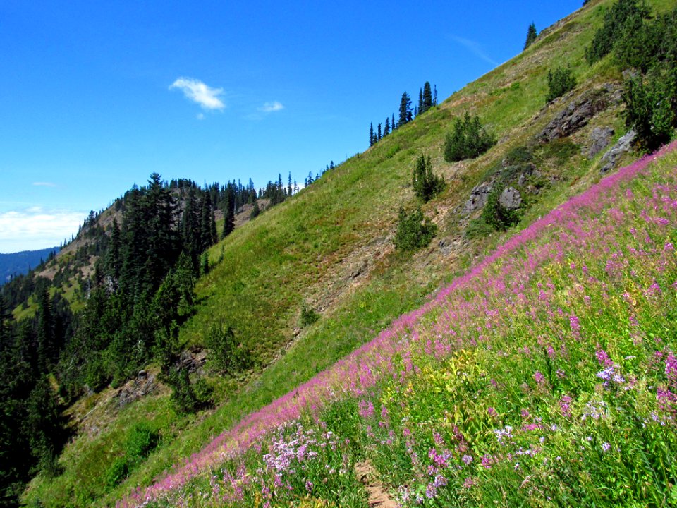 Wildflowers at Tatoosh Wilderness in WA