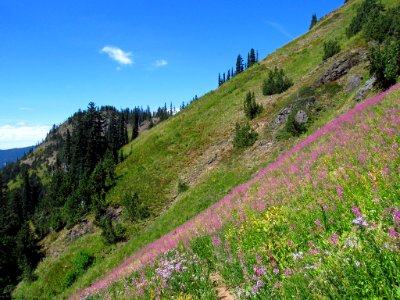 Wildflowers at Tatoosh Wilderness in WA
