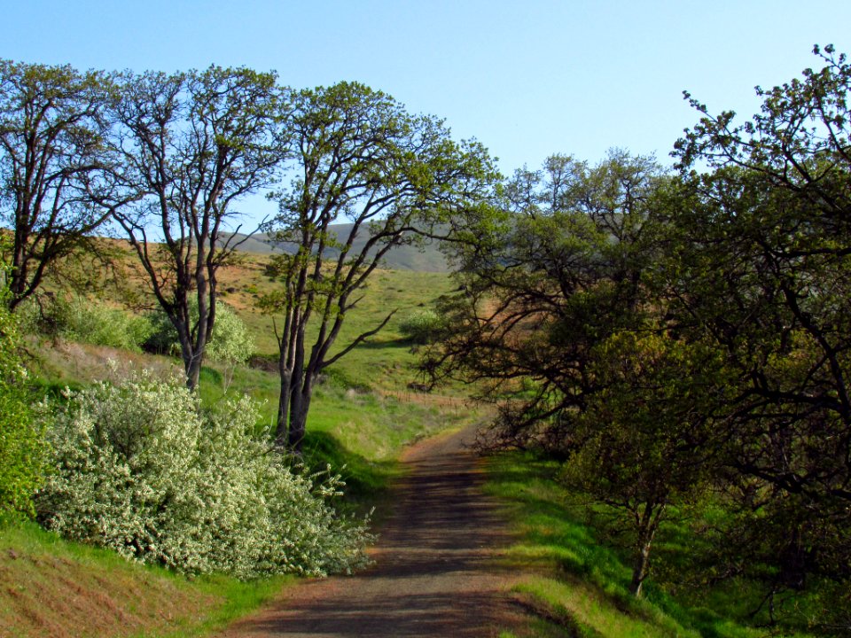Crawford Oaks Trail at Columbia Hills SP in WA