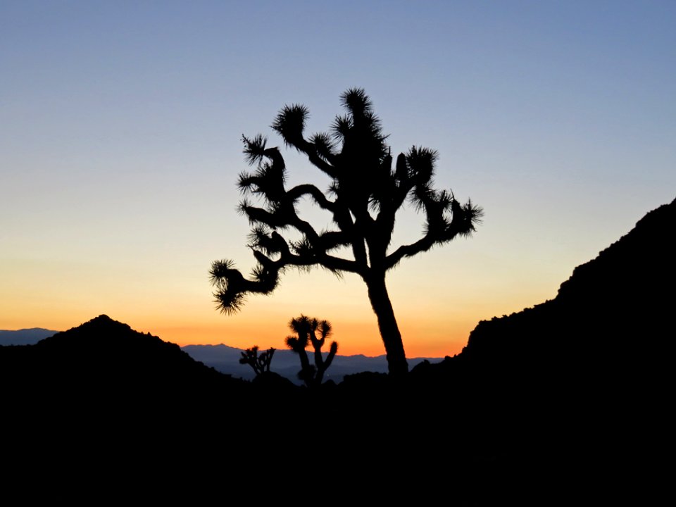 Joshua Tree NP in CA
