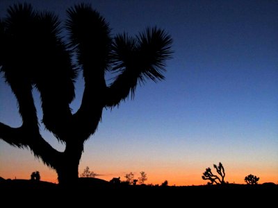 Sunset at Joshua Tree NP in CA