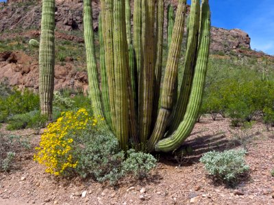 Organ Pipe Cactus NM in AZ photo