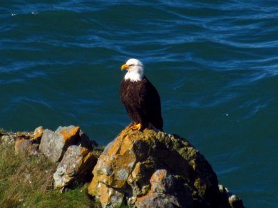 Bald Eagle at God's Thumb Hike in OR