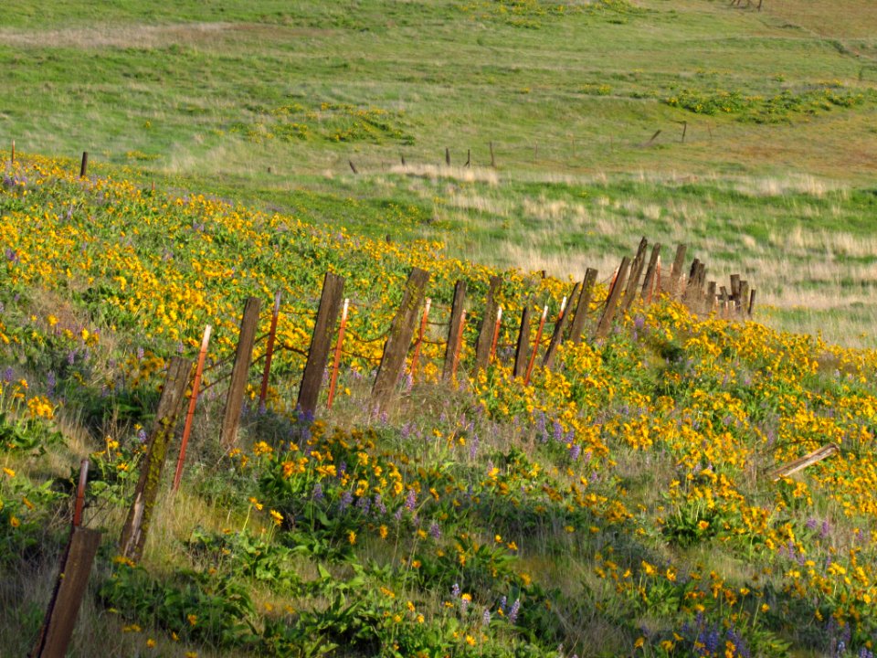 Wildflowers at Dalles Mt. Ranch in WA