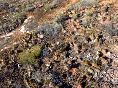 Needles District at Canyonlands NP in Utah