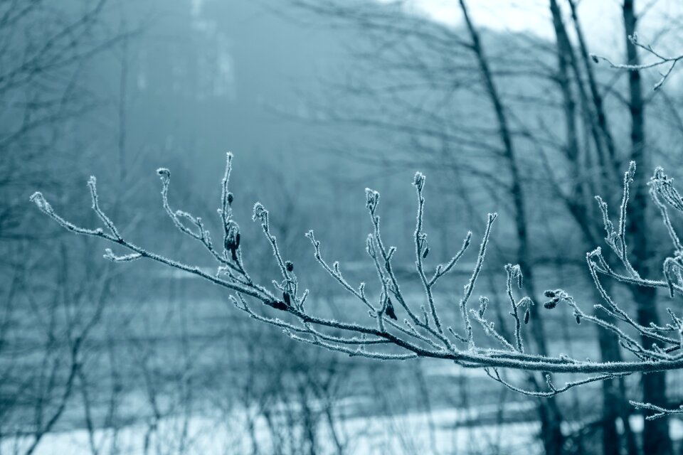 Frozen hoarfrost branch