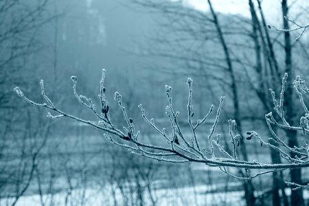 Frozen hoarfrost branch photo