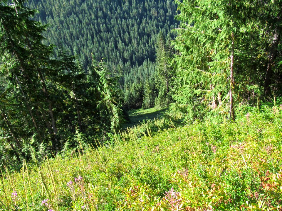 Tatoosh Wilderness in WA