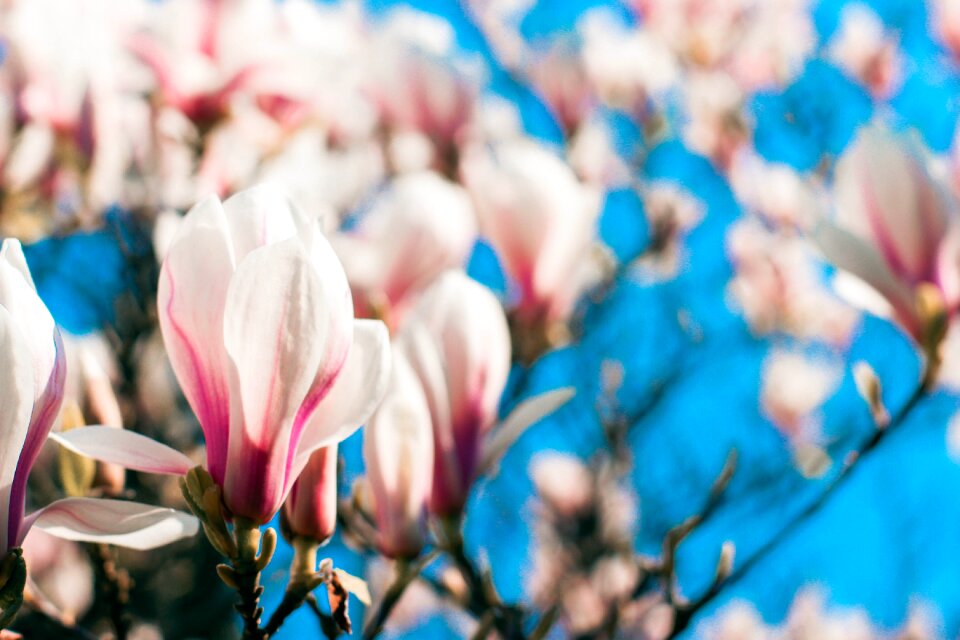 Flower tree nature