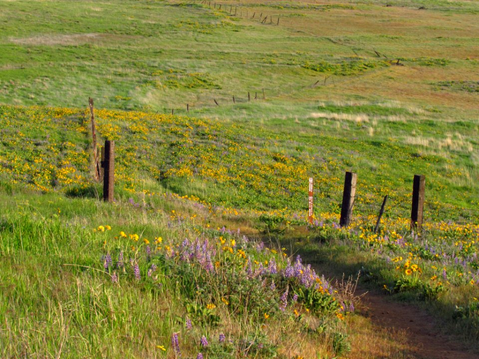 Wildflowers at Dalles Mt. Ranch in WA