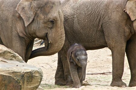 Planckendael elephant petit