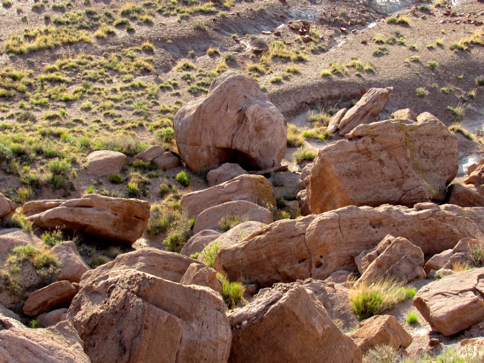 Jasper Forest at Petrified Forest NP in Arizona
