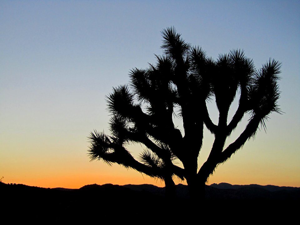 Sunset at Joshua Tree NP in CA