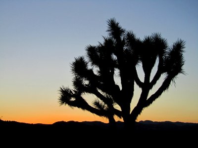 Sunset at Joshua Tree NP in CA