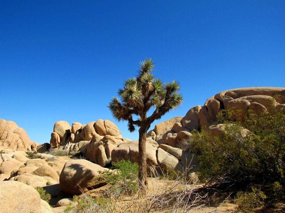 Joshua Tree NP in California photo