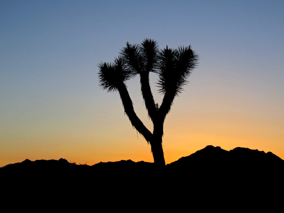 Joshua Tree NP in CA