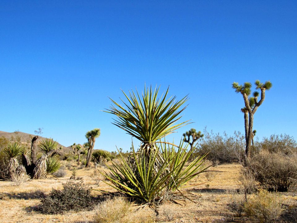 Joshua Tree NP in California