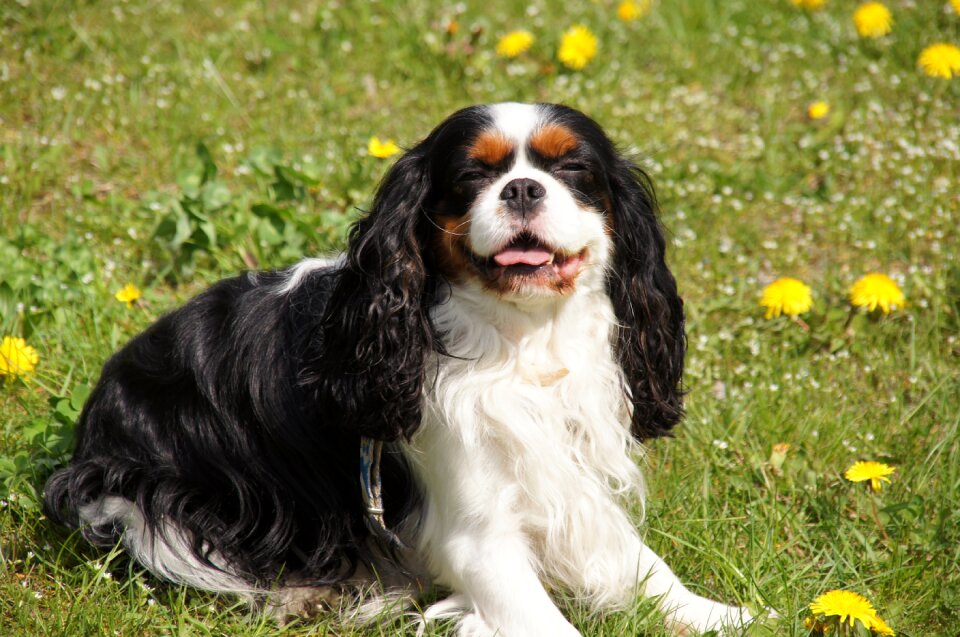 Spaniel breed dogs cavalier king charles spaniel