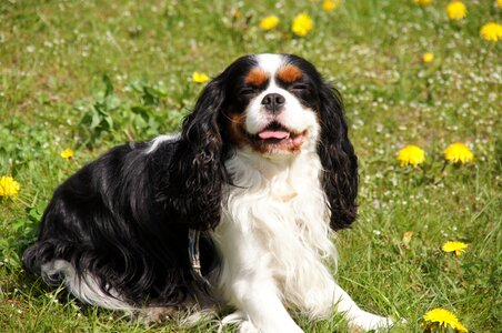 Spaniel breed dogs cavalier king charles spaniel