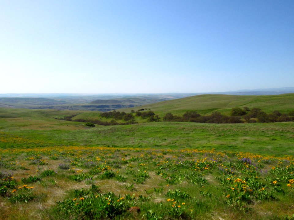 Wildflowers at Dalles Mt. Ranch in WA