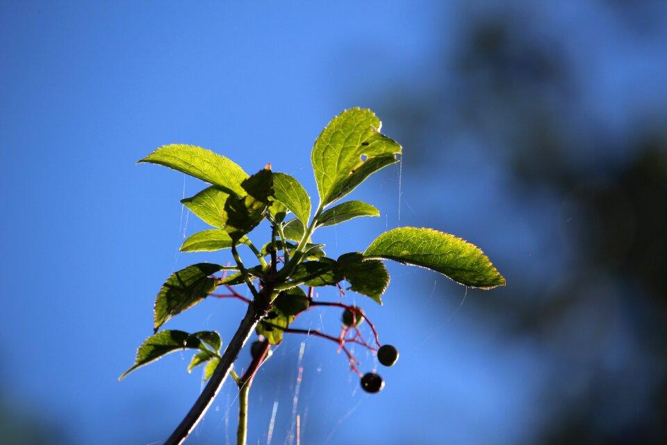 Plant bush black elderberry