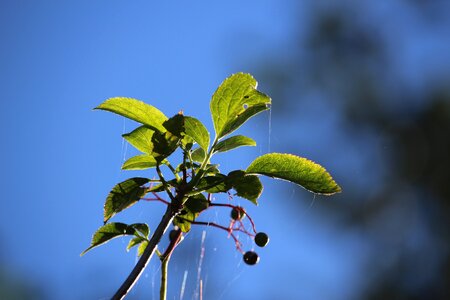 Plant bush black elderberry photo