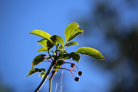 Plant bush black elderberry