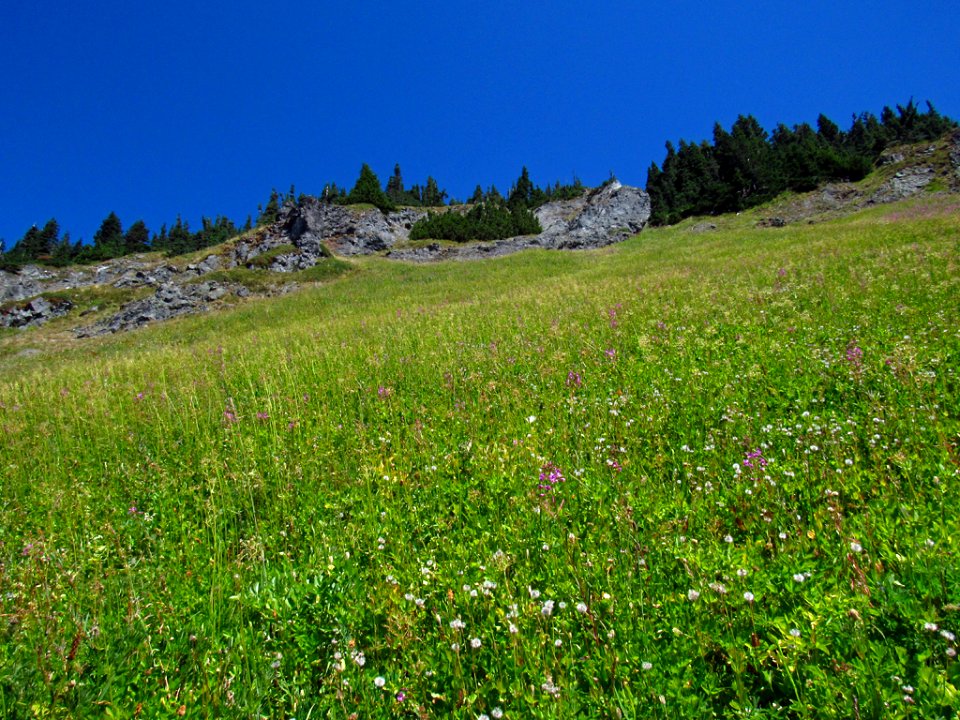 Wildflowers at Tatoosh Wilderness in WA