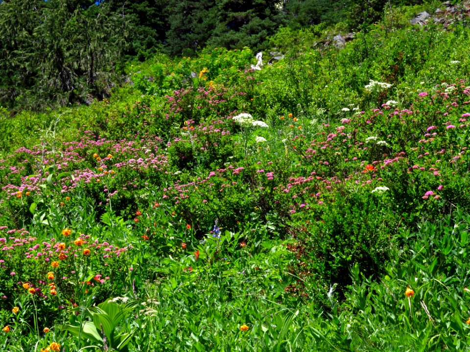 Wildflowers on Tatoosh Peak Trail in WA