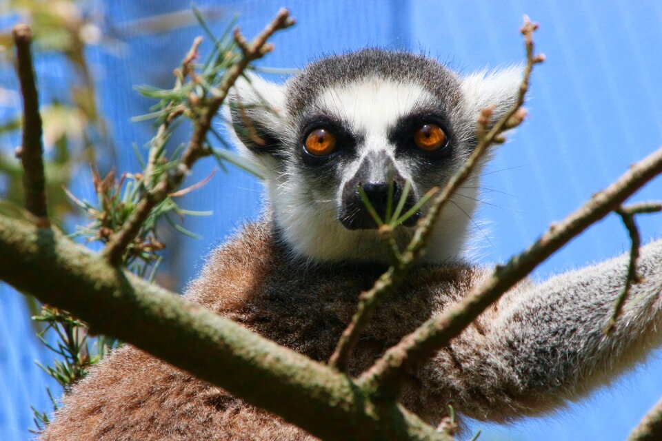 Animal planckendael zoo