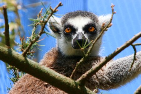 Animal planckendael zoo