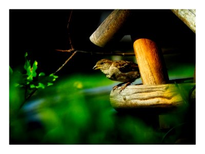 Sparrow at Feeding Station