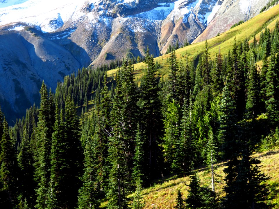 Burroughs Mt. Trail at Mt. Rainier NP in WA