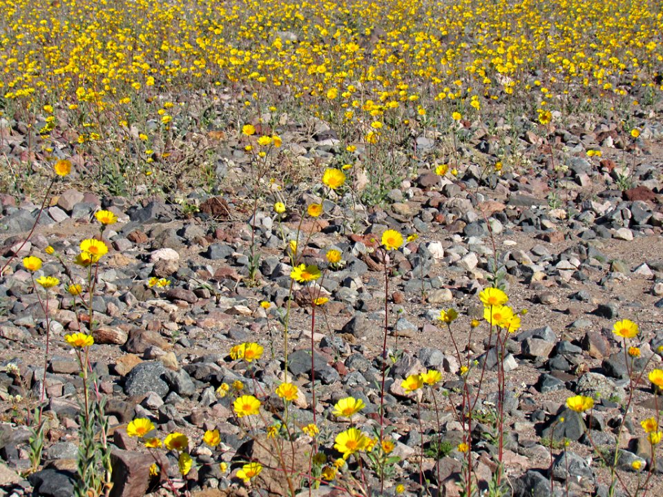 Wildflower Super Bloom at Death Valley NP in CA