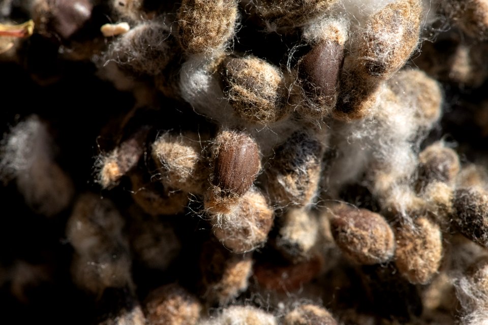 20181108-APHIS-LSC-0467