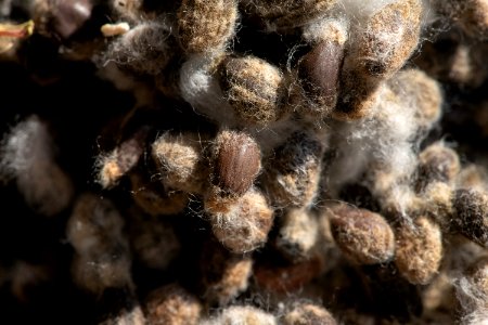 20181108-APHIS-LSC-0467