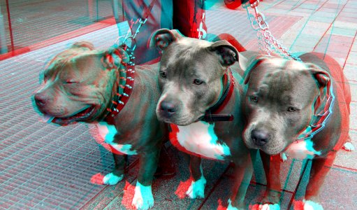 American Bully in Rotterdam 3D photo