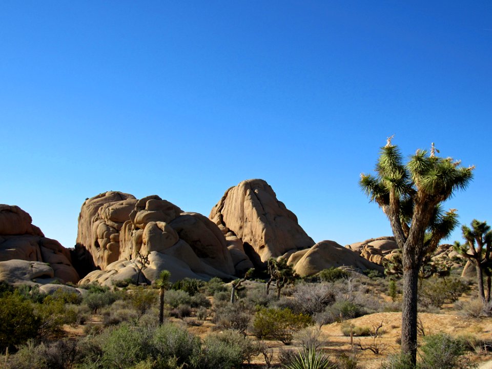 Joshua Tree NP in California