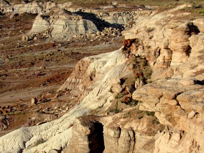 Jasper Forest at Petrified Forest NP in Arizona photo