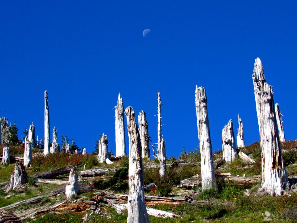 Mt. Margaret Backcountry in WA