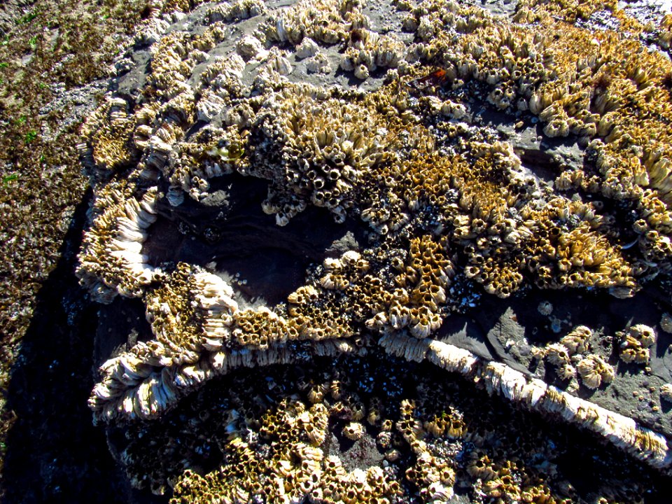 Low Tide at Pacific Coast in OR