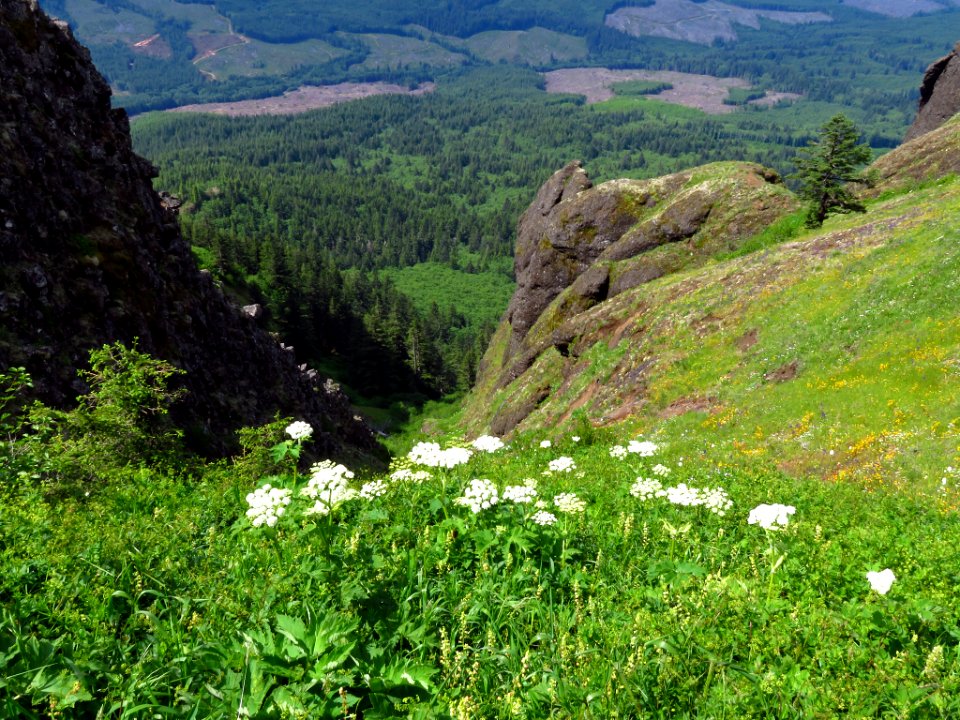 Saddle Mountain Trail in OR