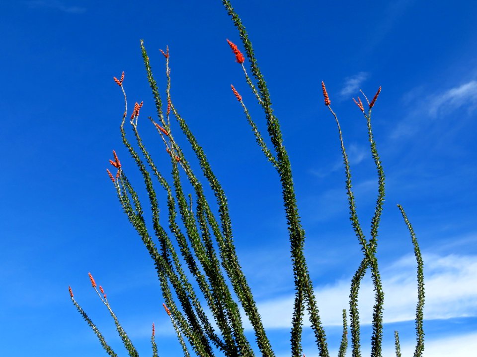 Organ Pipe Cactus NM in AZ