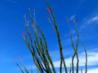 Organ Pipe Cactus NM in AZ photo