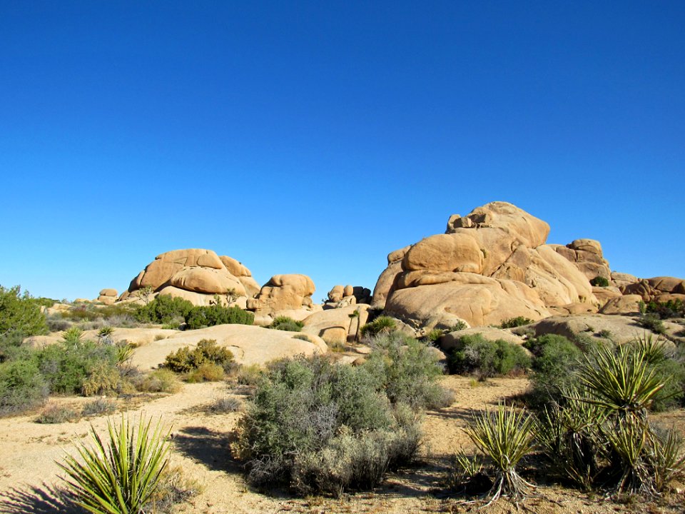 Joshua Tree NP in California photo