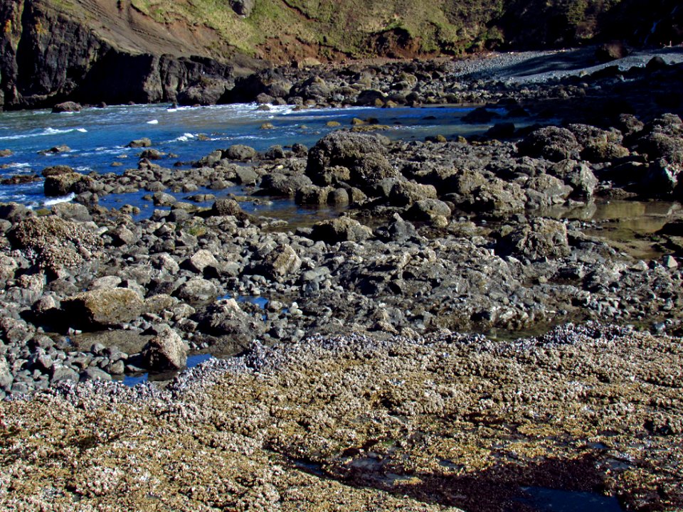 Low Tide at Pacific Coast in OR