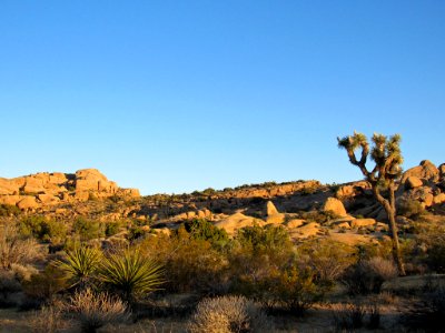 Joshua Tree NP in California photo