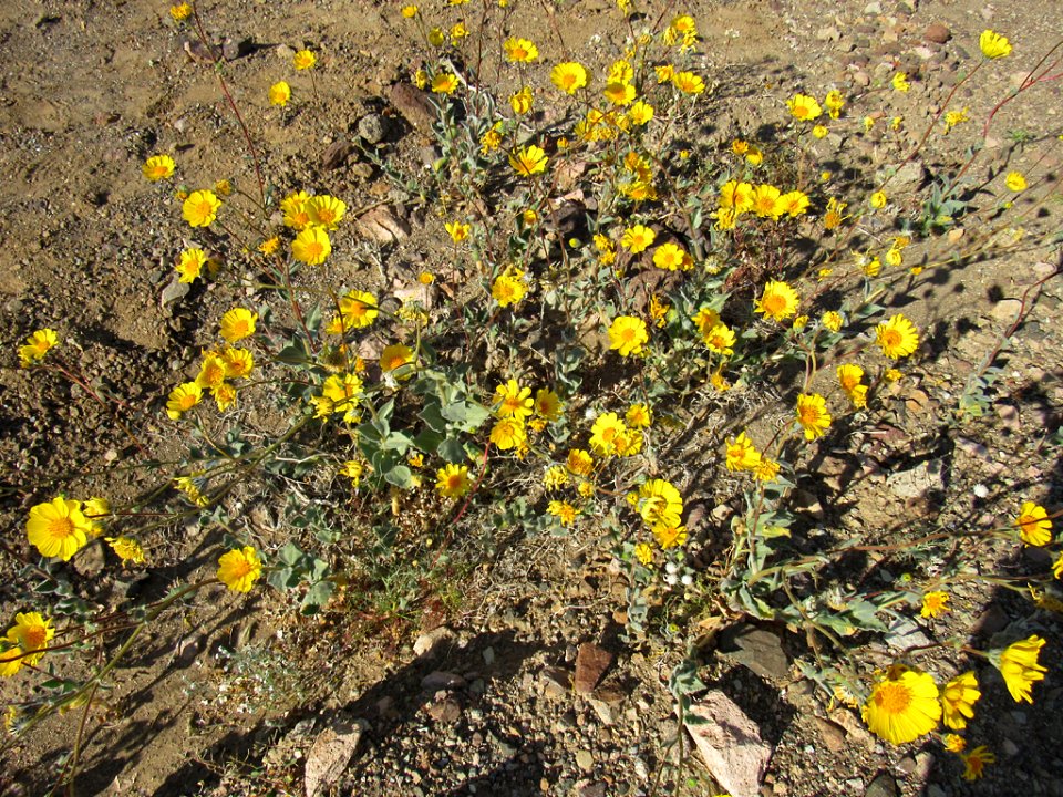 Wildflower Super Bloom at Death Valley NP in CA