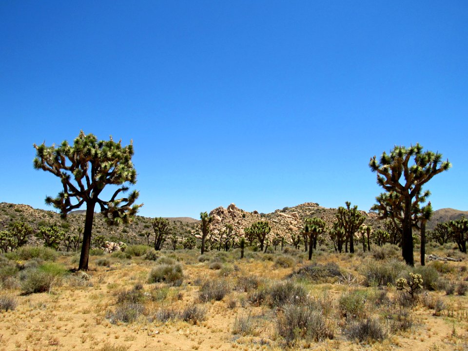 Joshua Tree NP in California