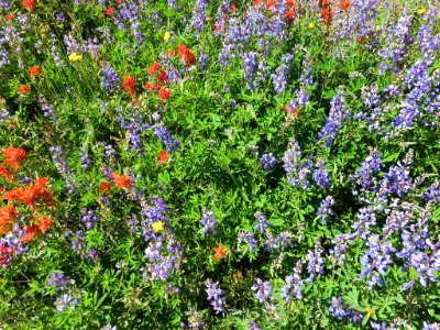 Wildflowers at Mt. St. Helens NM in Washington